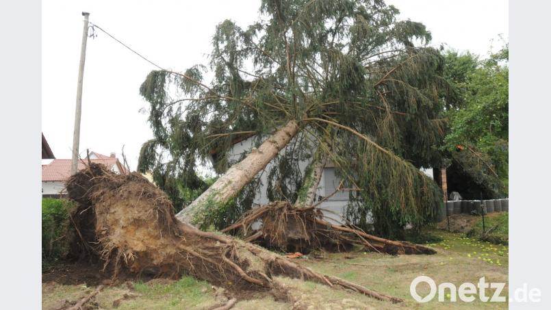 Auch stattliche Bäume hat das Unwetter rund um Vilseck entwurzelt. Vermutungen, hier könnte ein Tornado gewütet haben, haben sich aber nicht bestätigt.	Bild: Huber