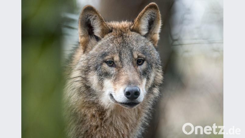 Ein Wolf (Canis Lupus Lupus), aufgenommen am 18.01.2017 in einem Gehege des Biotopwildpark Anholter Schweiz in Isselburg (Nordrhein-Westfalen). Bernd Thissen/dpa/Symbolbild