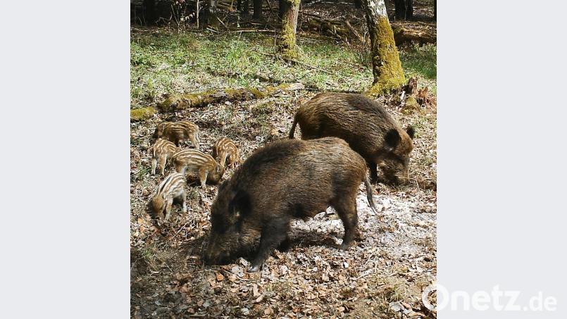 Wildschwein-Mütter mit Frischlingen dürfen derzeit nicht geschossen werden. bö