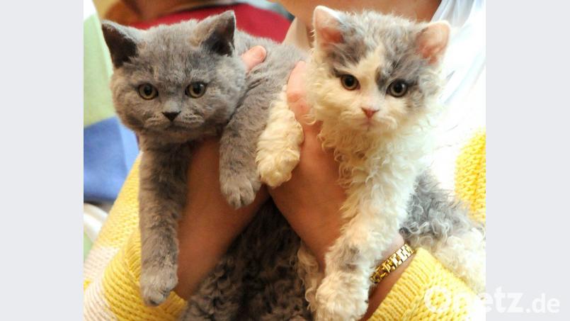 Ach, sind die süüüß! Wer noch mehr nicht nur süße, sondern echt schöne und ausgefallene Katzen sehen will, sollte am Samstag oder Sonntag, 10./11. Februar, ins ACC zur Rassekatzenausstellung kommen.	Bild: Huber