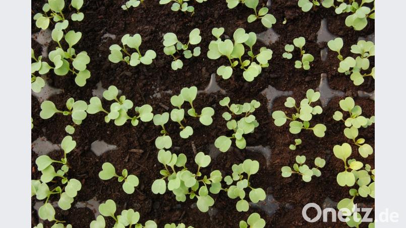 Das Auge des geübten Gemüsegärtners erkennt seine Pflänzchen schon als Keimlinge.  Radieschen, Kohlrabi oder ...?
