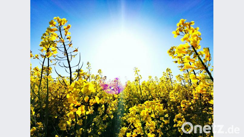 Sonne und Raps Anja Gärtner