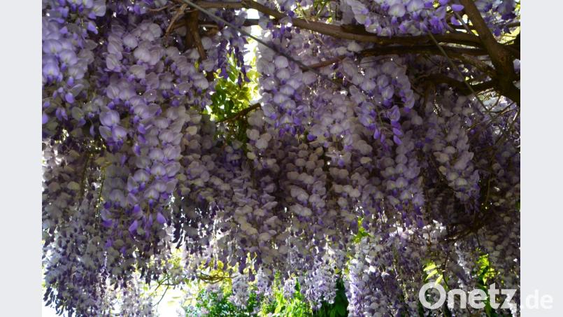 Geballte Blütenpracht in Blau Elisabeth Dobmayer