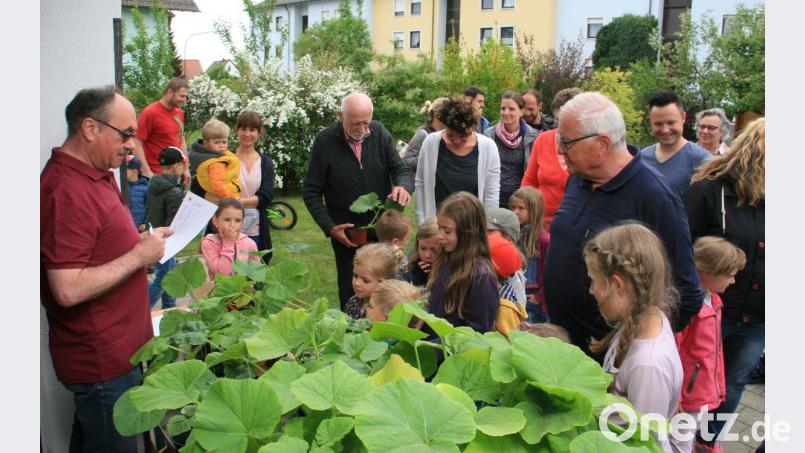 Rund 60 Kürbispflanzen hatte die Wiesauer Siedlergemeinschaft vorbereitet, um sie kostenlos an die Junggärtner abzugeben. Die „Buchführung“ leitete Vorsitzender Reimund Frech (links), der die Ausgabe der Jungpflanzen persönlich begleitete. Bild: wro