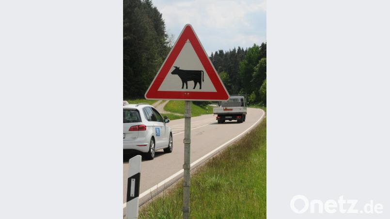 Achtung Rindviech: Im Bereich zwischen Zißlmühle und Kemnath am Buchberg sind am Sonntag Rinder ausgebrochen. ge
