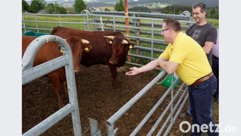 Johann Lemberger im gelben Hemd versucht Freundschaft mit dem Roten Höhenvieh. Es geht aber von sich aus zu Menschen auf Distanz. Rechts im Bild Christian Richter.