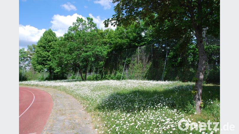 Wenn der Mensch nicht eingreift, kann sich die Natur wie hier auf Randflächen entlang der Laufbahn des Krötensee-Sportgeländes entfalten.