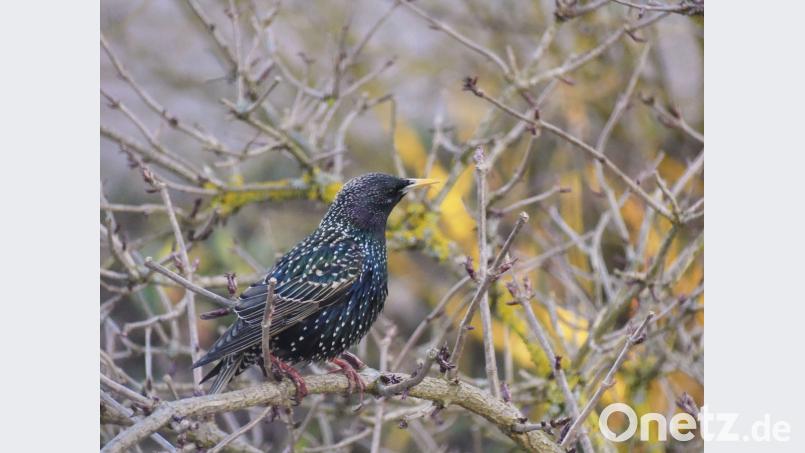 Der Vogel des Jahres 2018, der Star, hat einen vielgestaltigen Gesang mit vielen Imitationen anderer Vogelarten. Bild exb Naturpark Steinwald