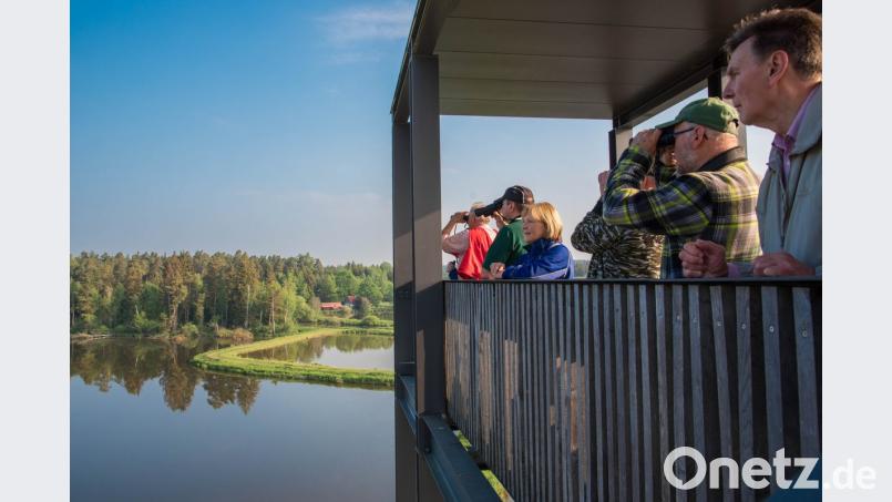 Die Teilnehmer genießen den weiten Rundblick von der "Himmelsleiter" über die Waldnaabaue und bekommen zudem noch seltene Vogelarten zu sehen. Bild: roh
