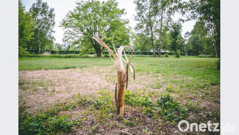 Den Dreh raus - und zwar im negativen Sinn - hatten der oder die Täter auf dem Gelände des Stadtbads. Nur noch ein kniehoher Rest einer Schwarz-Pappel steht dort, nachdem Unbekannte den Baum ausgerissen oder ausgedreht haben. Die Polizei ermittelt.	Bild: Meister