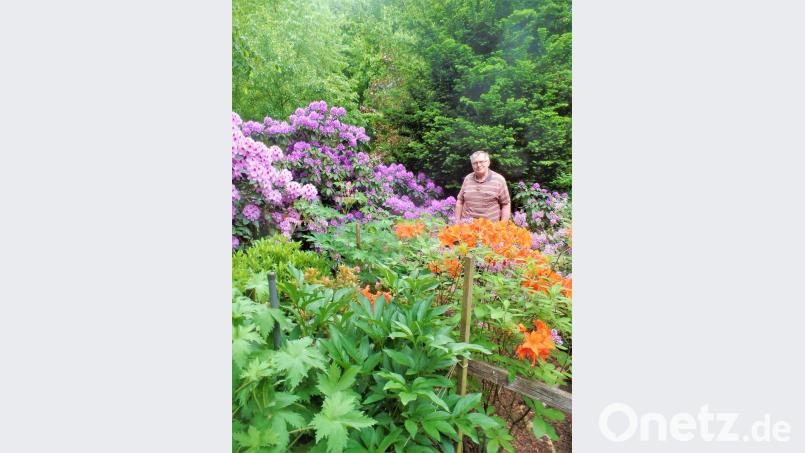 Ein kleines verstecktes Stück Paradies bei Kohlberg. Die Rhododendrenbüsche im Garten von Georg Windisch am Viertelhof blühen prächtig.  	Bild: jml