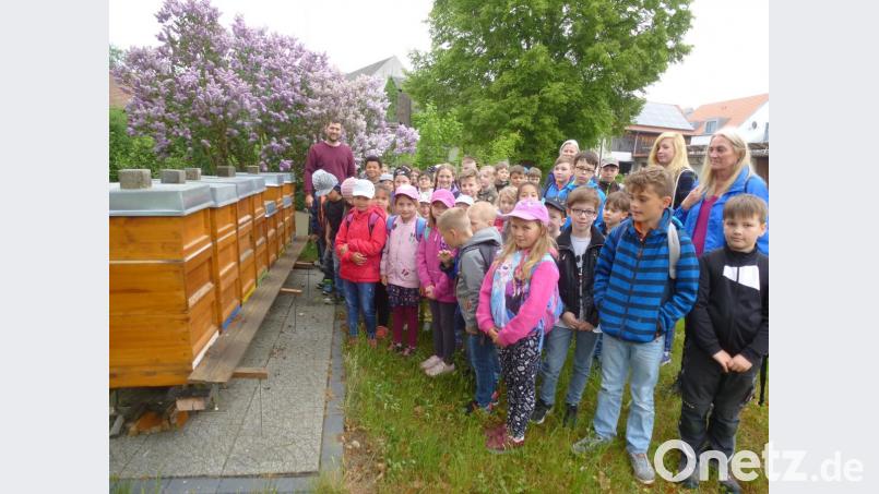 Witterungsbedingt war der Flugbetrieb noch sehr ruhig. Dadurch konnten die Kombiklassen 1-2b und 3-4 nahe an die Bienenkästen. Bild: bk