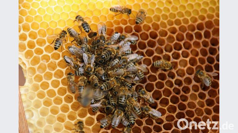 Die ÖDP will mit einem Volksbegehren den Schutz der Bienen in Bayern festschreiben. Bild: Ingrid Popp