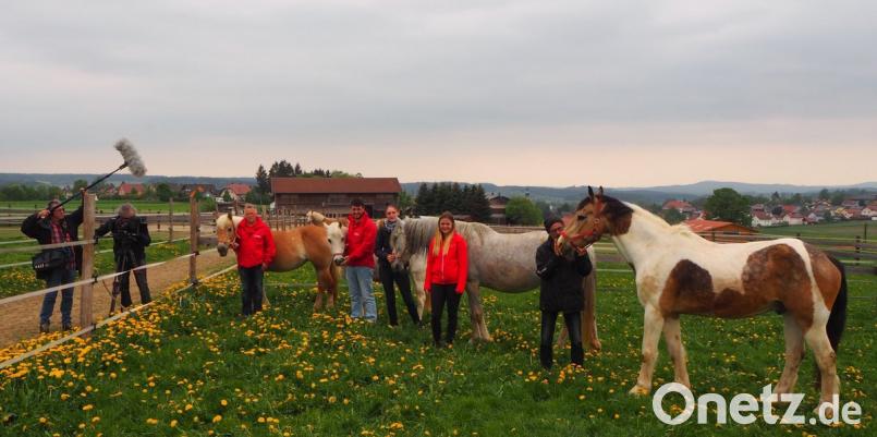 Ein Filmteam begleitet die Ankunft der vier älteren Pferde am Gut Aiderbichl.  	Bild: gz