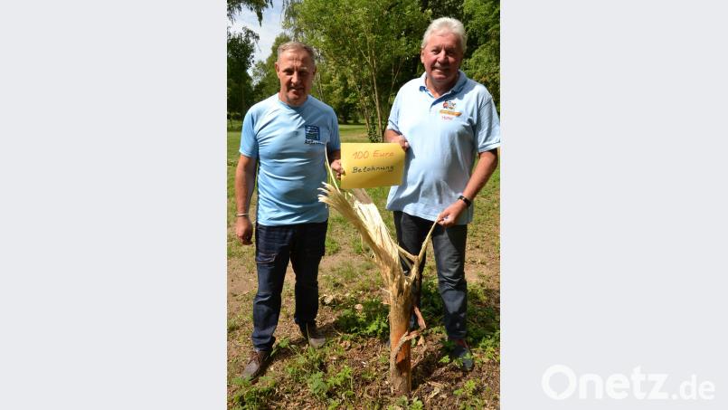 Die Vorsitzenden Andreas Baierl (links) und Hans Forster begutachten den kaputten Baum. Bild: hcz