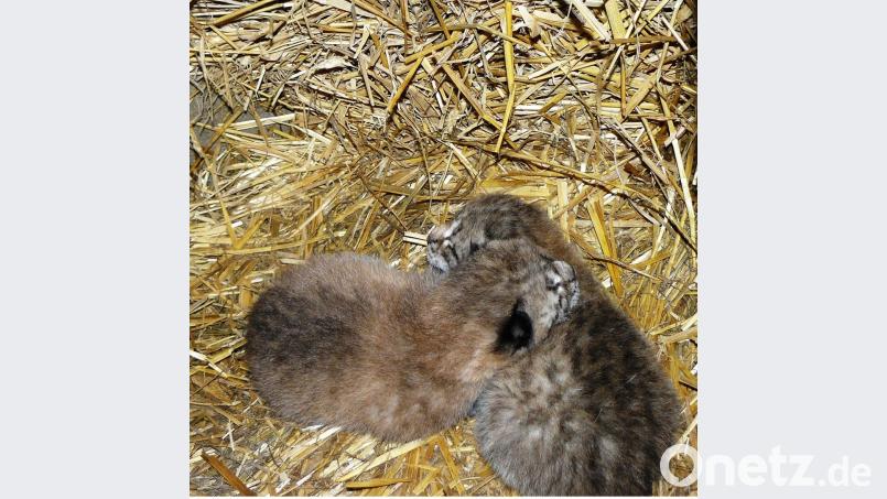 Riesenfreude im Wildpark Mehlmeisel: Das Luchsweibchen &quot;Diana&quot; hat zwei Junge zur Welt gebracht.  	Bild: Wildpark Mehlmeisel