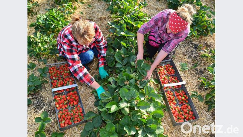 Zehntausende Arbeiter helfen derzeit auf deutschen Feldern aus. Die Suche nach Saisonkräften könnte nach Einschätzung von Arbeitgebern aber schwerer werden.  	Bild: Patrick Pleul/dpa