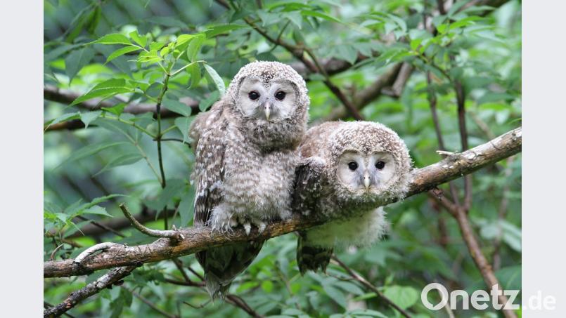 In diesem Jahr werden wohl nicht viel mehr als zwei junge Habichtskäuze im Steinwald auf ein Leben in Freiheit vorbereitet.  	Bild: Prof. Christoph Moning