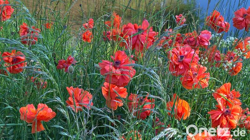 <p>In Unterbruck kann man derzeit dieses wundersch&amp;ouml;ne Farbenspiel bewundern. Verwilderter oranger Gartenmoon bl&amp;uuml;ht dort am Bachlauf der Haidenaab und bildet mit den Wildgr&amp;auml;sern ein wunderbares Arrangement.</p>
 [RPP]