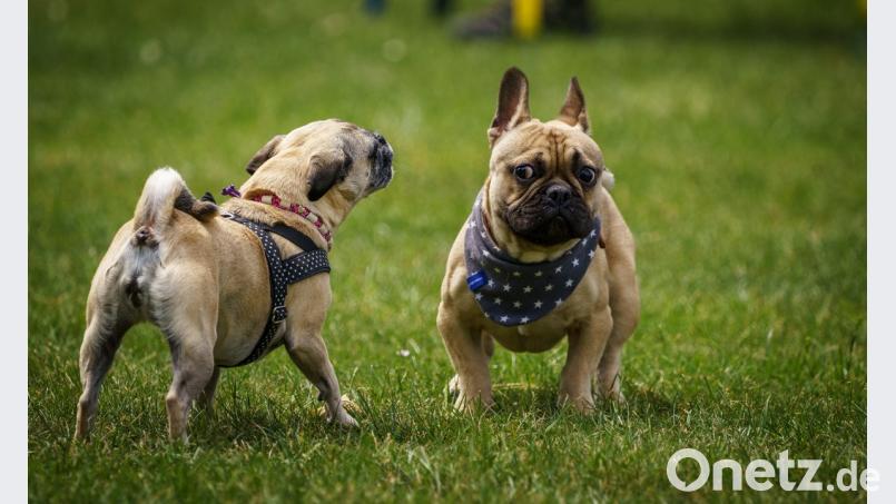 "Nanu, wer bist du denn?", scheint der eine Mops zum anderen zu sagen. Bild: Patrick Illhardt Photography/exb