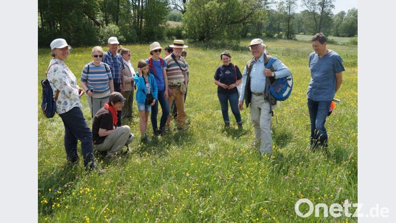 Werner Schuler (Zweiter von rechts) brachte zusammen mit dem Vorsitzenden des LBV, Zeno Bäumler (rechts), den interessierten Gästen bei der Exkursion &quot;Blumenwiese&quot; die großartige Blumen- und Pflanzenwelt der Wiese näher. Kräuterfachfrau Regina Baumann (Dritte von rechts) gab wertvolle Tipps für die Kräuterküche.  	Bild: weu