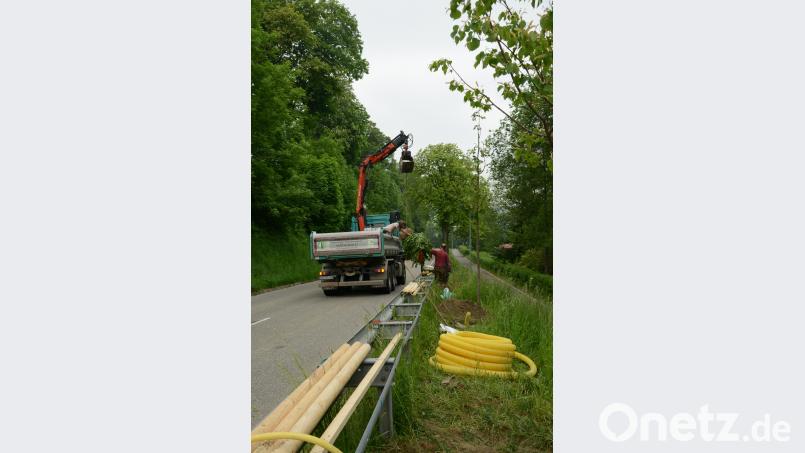 Ein Gartenbauunternehmen pflanzte entlang der Leitplanke zwei Linden- und zwei Ahornbäume. bey
