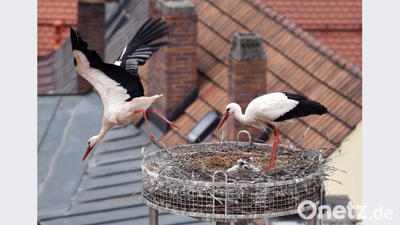 Das zuletzt geborene Storchenküken hat es nicht geschaftt. Der Kleine war schon auf dieser Aufnahme von vergangener Woche nur ein winziges Häufchen. Nun gilt das Hauptaugenmerk der Eltern den verbliebenen drei Geschwistern. Schönberger