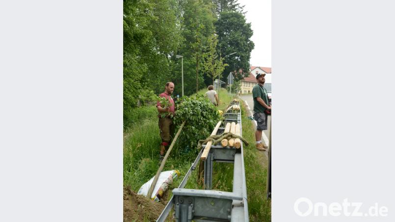 Ein Gartenbauunternehmen pflanzte entlang der Leitplanke zwei Linden- und zwei Ahornbäume. bey
