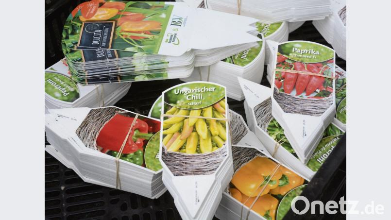 Eine Gattung viele Chillisorten Schönberger, Gabi [gsb] (<a href=