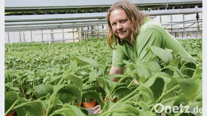 Thomas Gruber inmitten seiner über 70 chillisorten Schönberger, Gabi