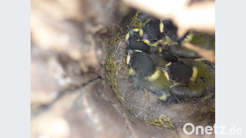 So zufrieden sitzen sie in ihrem Nest. sl