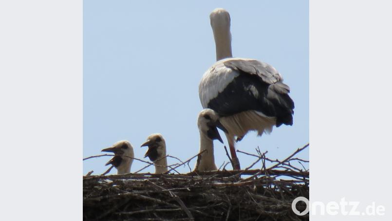 Drei schon prächtig herangewachsene Jungvögel recken ihre hungrigen Schnäbel aus dem Horst und fordern die Eltern pausenlos bei der Nahrungssuche. Bild: Köppl