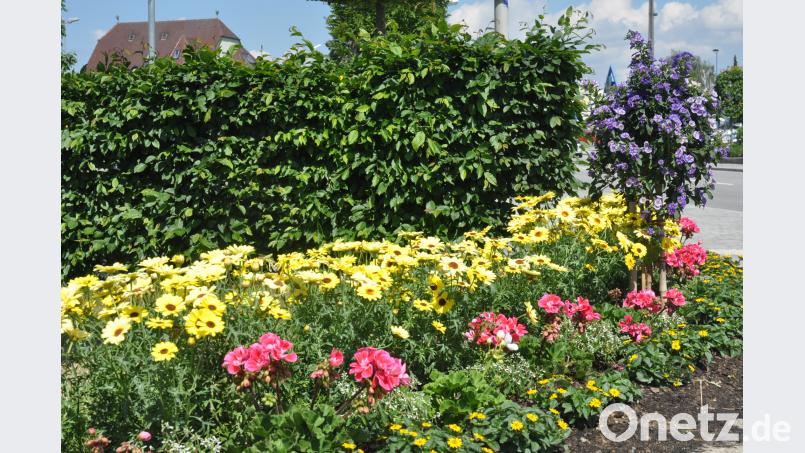 Die bunte Blütenpracht erfreut die Herzen. Die Damen im städtischen Bauhof haben einen grünen Daumen. dob