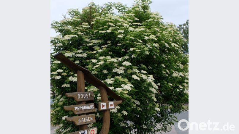 Nicht wie es früher schon notwendig war, den Holunder in der Gegend von Regensburg pflücken zu müssen, bietet sich in diesem Jahr eine reiche Auswahl  blühender Holundersträuche, wie in der Weidener Straße am Lagerhaus Floß zu sehen,  an. le