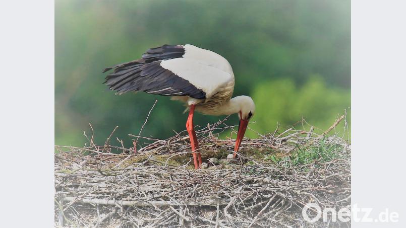Im Pleysteiner Storchenhorst sind mindestens drei Jungvögel gesichtet worden. tu