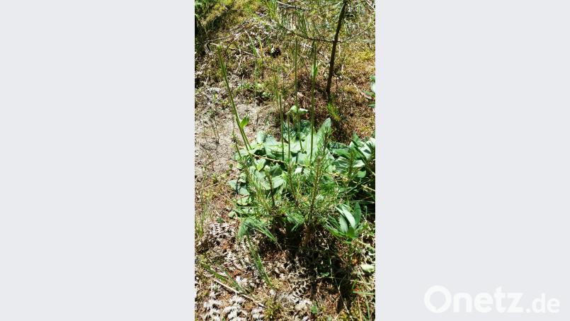 Bild zeigt eine Arnikapflanze mit den abgerissenen Blütenköpfen. exb