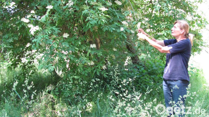 Ungefähr 120 Holunderblüten sind nötig. sei