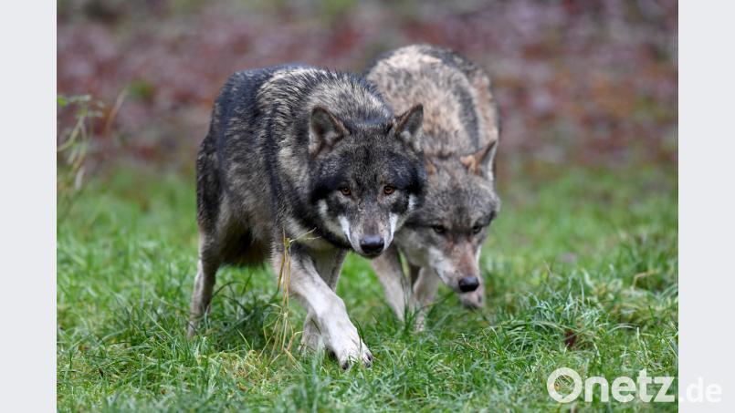 Der Wolf ist zurück Symbolbild: Carsten Rehder/dpa