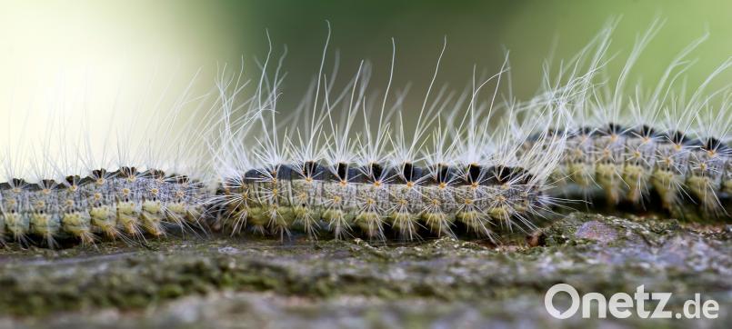 Die Raupen des Eichenprozessionsspinners sind eher unauffällig, aber ihre Haare sind giftig. Jetzt sind auch Bäume im Waldfriedhof Amberg befallen. Patrick Pleul/dpa