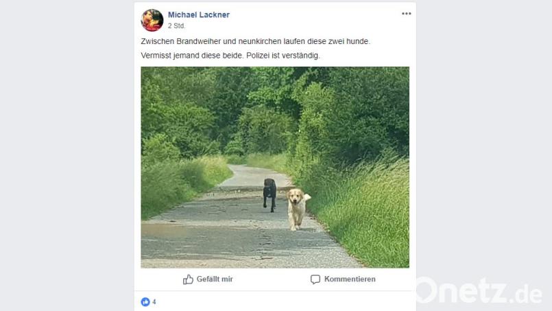 Facebook-Aufruf: Entlaufene Hunde Screenshot: Lackner, Michael/Facebook