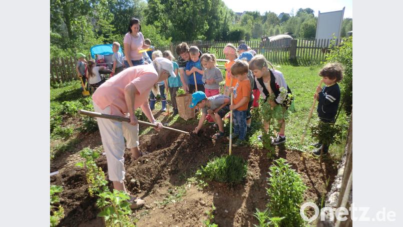 Im Bauerngarten legten die Schlaugärtnerzwerge des Kindergartens St. Nikolaus in Theuern fleißig mit Hand an, um die Kartoffeln in die Furche zu stecken. exb