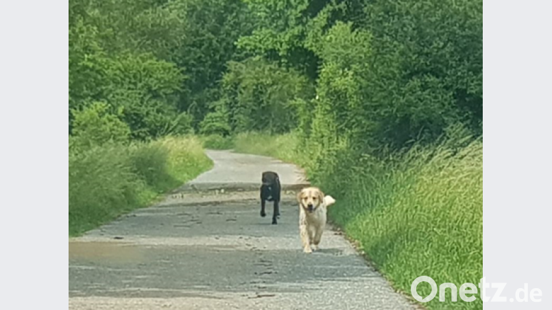 Entlaufene Hunde Screenshot: Lackner, Michael/Facebook