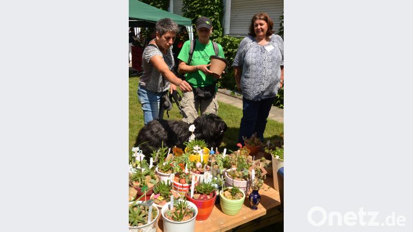 „Ayu“, ein Französischer Hirtenhund, bewundert die angebotenen Pflanzen. Rechts im Bild: Tierschutzvereinsvorsitzende Mariele Junak. hcz