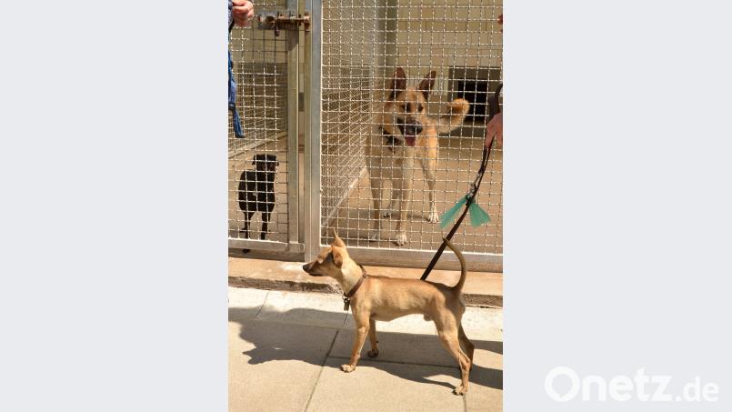 „Susi“ und „Kimba“ hätten es gerne auch so schön wie der „Prager Rattler“, der mit seinem Frauchen beim „Tag der offenen Tür“ zu Besuch kam. hcz