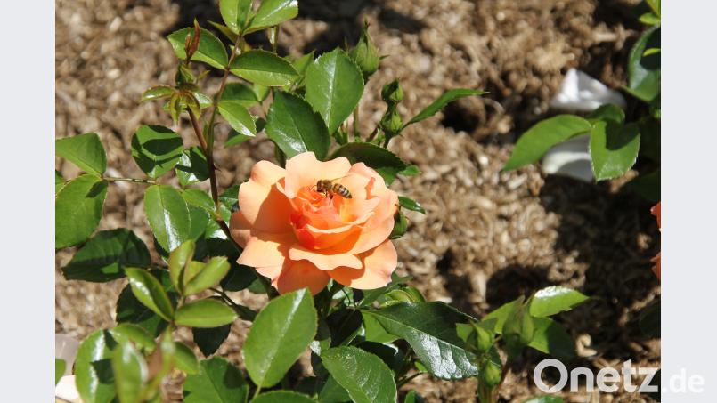 Eine von vielen Schönheiten, die beim Rosenfest am Zeughaus am Sonntag, 17. Juni, zu bewundern sind. ads