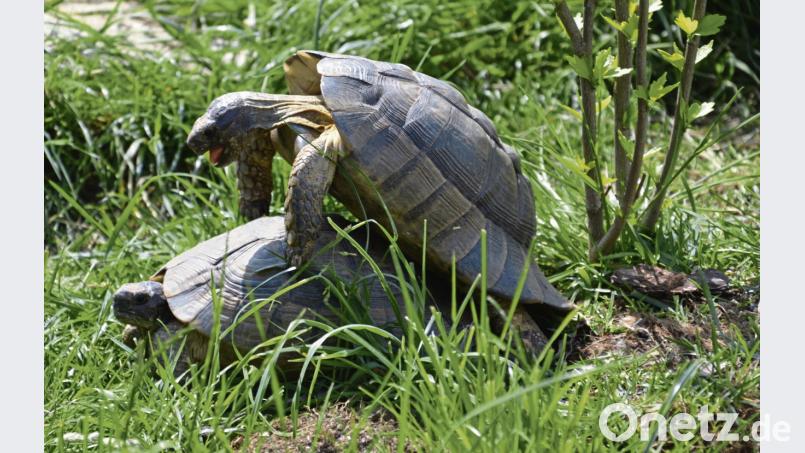 Drei- bis viermal jährlich legen europäische Weibchen im Jahr Eier ab, pro Wurf bis zu 14 Stück. Weil das Sexualverhalten der europäischen Männchen im Gegensatz zu den Artgenossen aus Afrika sehr aufdringlich ist, ist eine 1:1-Haltung zu stressig für die Weibchen. Empfohlen wird die Kombi aus drei Weibchen und einem Männchen. Tobias Gräf