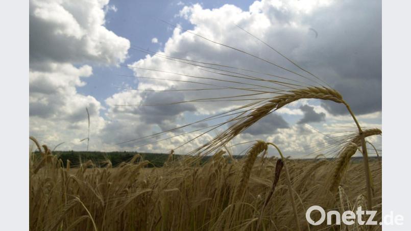 Das Getreide hat unter der Trockenheit gelitten. Top-Ergebnisse wird es heuer nicht geben. exb