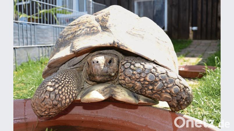 An Größe, Gewicht und an der Musterung des Panzers lässt sich die Art bestimmen. Hier zum Beispiel die Pantherschildkröte Kongo, ein 35-jähriger legaler Wildfang aus Somalia, der bis zu 60 Kilo schwer werden kann. Tobias Gräf