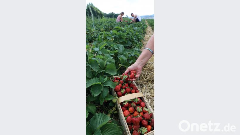 Erdbeerernte bei Pfreimd Götz