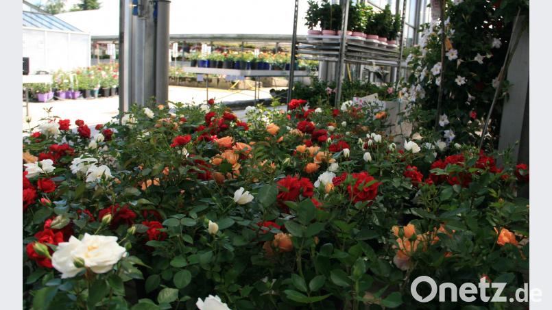 Rosen auf vielen Quadratmetern Ausstellungsfläche  sind bei den den 10. Rosentagen in Güttern zu sehen. Der Eintritt ist frei. wro
